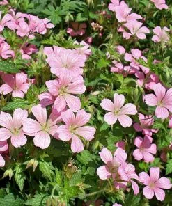 Future Forests Geranium Mavis Simpson More