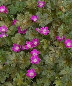 Future Forests Geranium Orkney Cherry (Bremerry) More