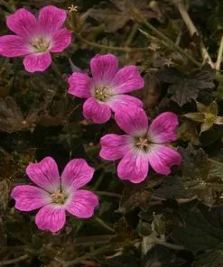 Future Forests Geranium Orkney Cherry (Bremerry) More