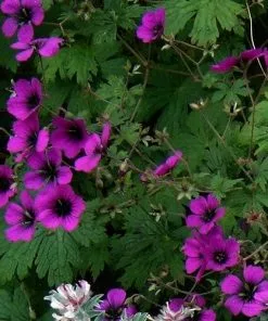 Future Forests Geranium Ann Folkard More