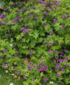 Future Forests Geranium Ann Folkard More