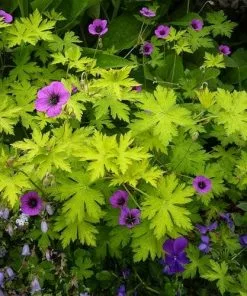 Future Forests Geranium Ann Folkard More