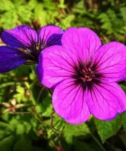 Future Forests Geranium Ann Folkard More