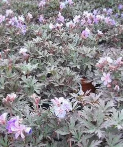 Future Forests More Geranium Pratense Midnight Reiter