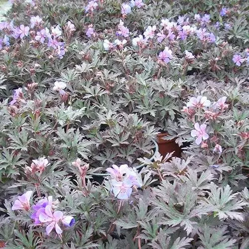 Future Forests More Geranium Pratense Midnight Reiter 4 Future Forests More Geranium Pratense Midnight Reiter