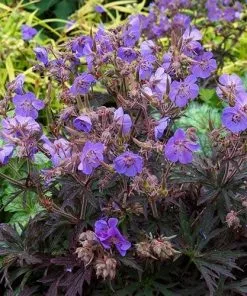 Future Forests More Geranium Pratense Midnight Reiter 9 Future Forests More Geranium Pratense Midnight Reiter