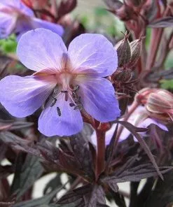 Future Forests More Geranium Pratense Midnight Reiter