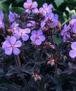 Future Forests More Geranium Pratense Midnight Reiter 10 Future Forests More Geranium Pratense Midnight Reiter
