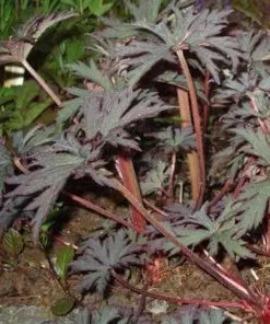 Future Forests More Geranium Pratense Midnight Reiter 11 Future Forests More Geranium Pratense Midnight Reiter