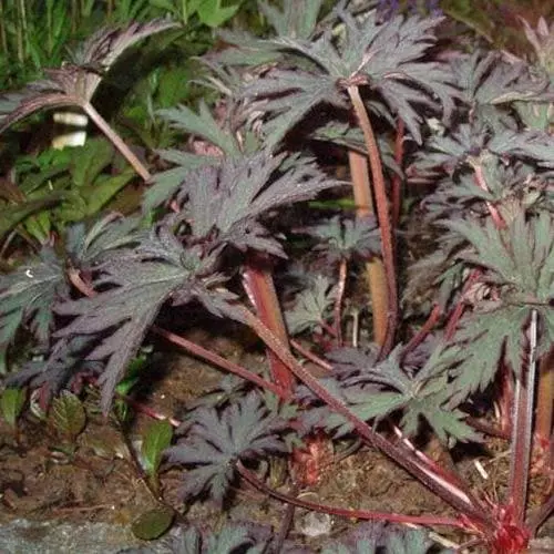 Future Forests More Geranium Pratense Midnight Reiter 7 Future Forests More Geranium Pratense Midnight Reiter