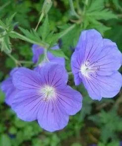 Future Forests Geranium Orion AGM