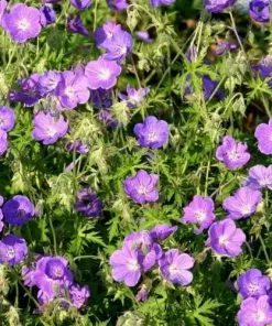 Future Forests Geranium Orion AGM