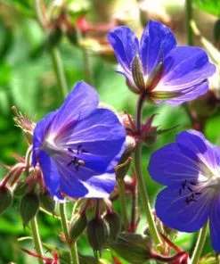 Future Forests Geranium Johnson’s Blue