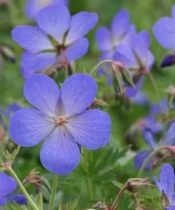 Future Forests Geranium Johnson’s Blue