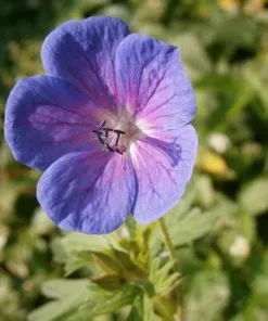 Future Forests Geranium Johnson’s Blue