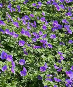 Future Forests Geranium Johnson’s Blue