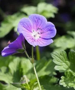 Future Forests Geranium Johnson’s Blue
