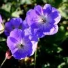 Future Forests Geranium Rozanne AGM All Perennials