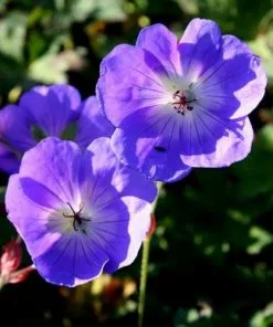 Future Forests Geranium Rozanne AGM All Perennials