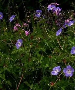 Future Forests Geranium Rozanne AGM All Perennials 7 Future Forests Geranium Rozanne AGM All Perennials