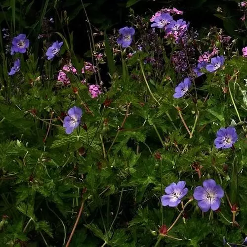 Future Forests Geranium Rozanne AGM All Perennials 4 Future Forests Geranium Rozanne AGM All Perennials