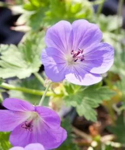 Future Forests Geranium Rozanne AGM All Perennials 8 Future Forests Geranium Rozanne AGM All Perennials