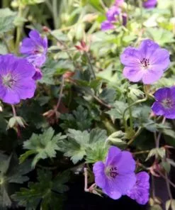 Future Forests Geranium Rozanne AGM All Perennials 9 Future Forests Geranium Rozanne AGM All Perennials