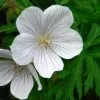 Future Forests Geranium Clarkei Kashmir White All Perennials