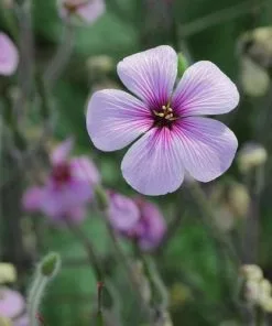 Future Forests More Geranium Maderense
