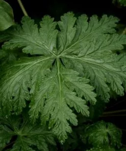 Future Forests More Geranium Maderense