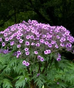 Future Forests More Geranium Maderense 7 Future Forests More Geranium Maderense