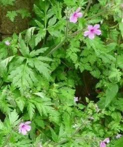 Future Forests Geranium Palmatum AGM More