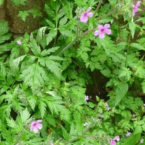 Future Forests Geranium Palmatum AGM More 3 Future Forests Geranium Palmatum AGM More