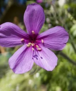 Future Forests Geranium Palmatum AGM More