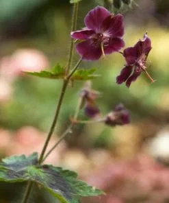 Future Forests Geranium Phaeum Samobor All Perennials