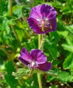 Future Forests Geranium Phaeum Samobor All Perennials