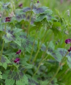Future Forests Geranium Phaeum Samobor All Perennials