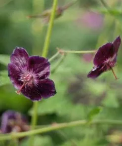 Future Forests Geranium Phaeum Samobor All Perennials
