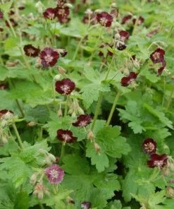 Future Forests Geranium Phaeum Samobor All Perennials