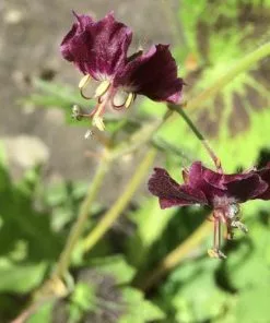 Future Forests Geranium Phaeum Samobor All Perennials