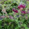Future Forests Geranium Phaeum Samobor All Perennials