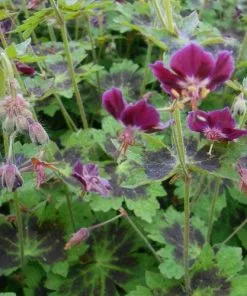 Future Forests Geranium Phaeum Samobor All Perennials