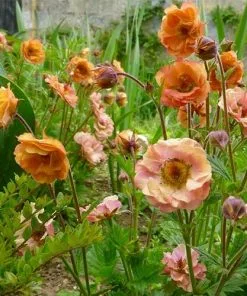 Future Forests Geum Mai Tai