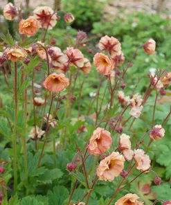 Future Forests Geum Mai Tai 8 Future Forests Geum Mai Tai