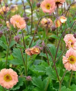 Future Forests Geum Mai Tai 9 Future Forests Geum Mai Tai