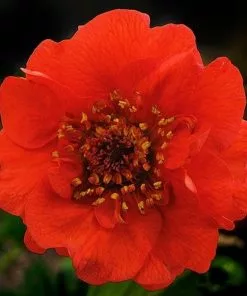 Future Forests Geum Mrs J. Bradshaw