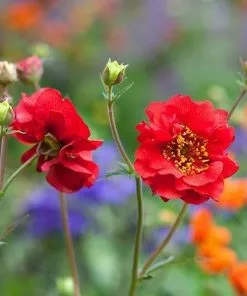 Future Forests Geum Mrs J. Bradshaw