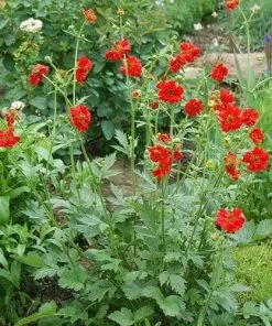 Future Forests Geum Mrs J. Bradshaw 8 Future Forests Geum Mrs J. Bradshaw
