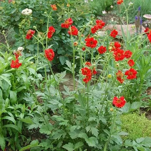 Future Forests Geum Mrs J. Bradshaw 5 Future Forests Geum Mrs J. Bradshaw