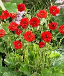 Future Forests Geum Mrs J. Bradshaw 9 Future Forests Geum Mrs J. Bradshaw